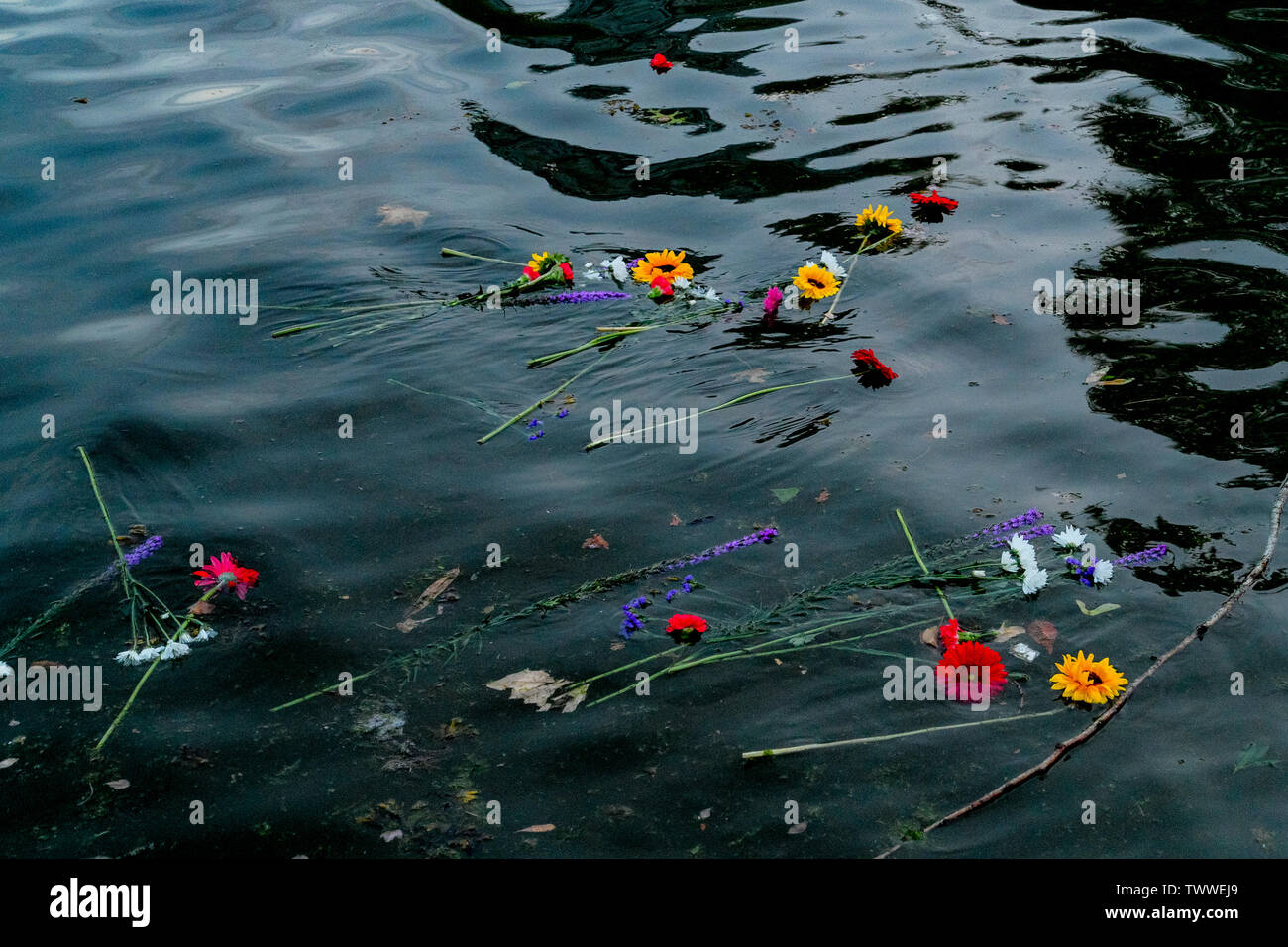 Blumen auf dem Wasser, das Sammeln von Festival, Sommersonnenwende Feier, David Lam Park, Vancouver, British Columbia, Kanada. Stockfoto