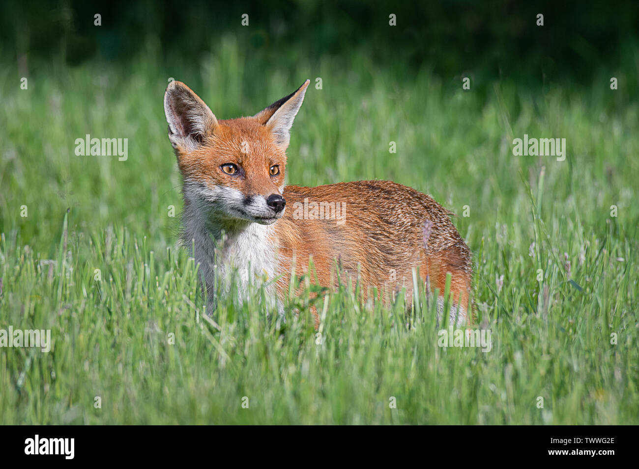 Ein roter Fuchs steht im Gras und Schaut aufmerksam auf der rechten Seite in Kopie Raum Stockfoto