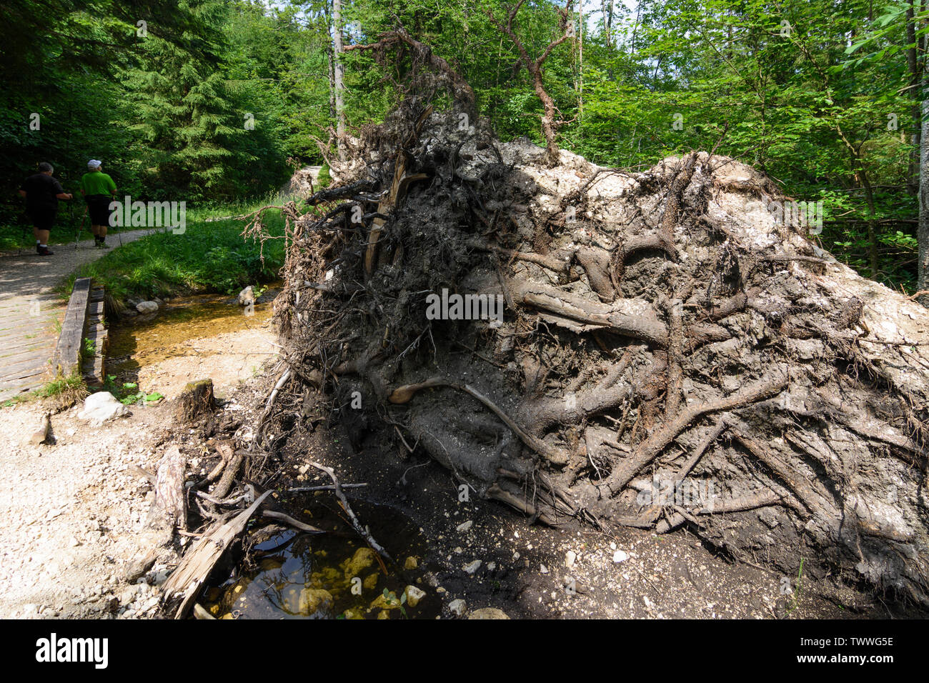 Altmünster: Flache umgeworfen-root-Baum am See Taferlklaussee, Berg Höllengebirge im Salzkammergut, Oberösterreich, Oberösterreich, Österreich Stockfoto