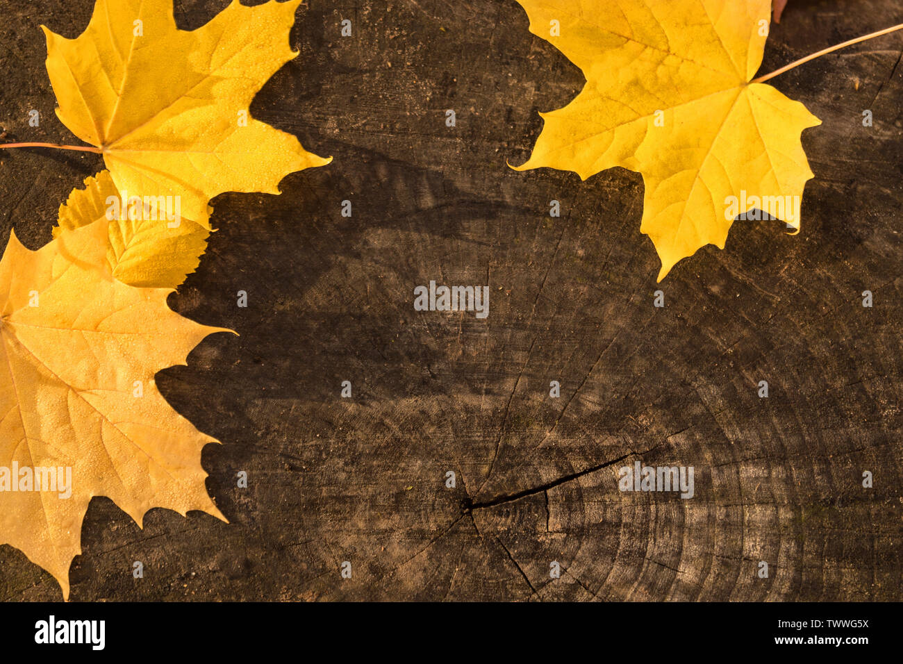 Hintergrund Ahorn gelbe Blätter auf einem Baumstumpf Stockfoto