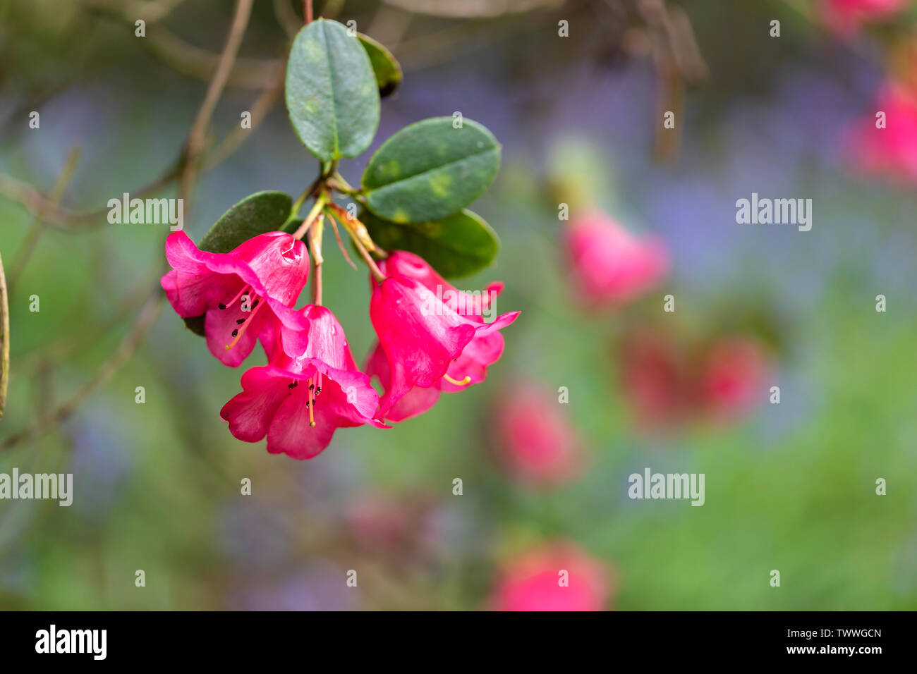 Nahaufnahme der Blume des Rhododendron Kolibri vor verschwommenem Hintergrund, England, Großbritannien Stockfoto