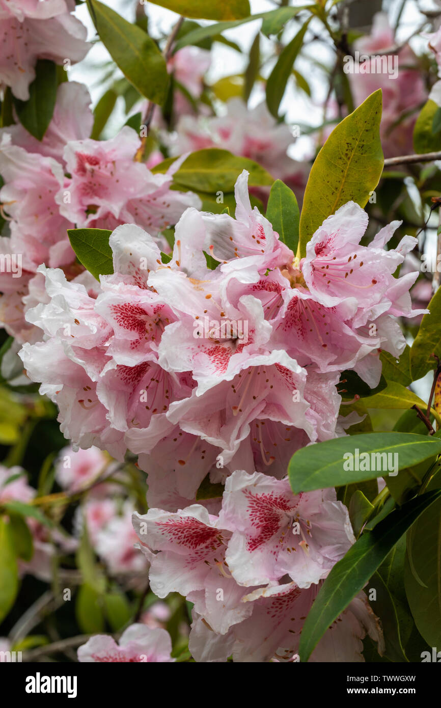 Nahaufnahme Mrs R W Wallace Rhododendron blüht in Westonburt, dem National Arboretum, Großbritannien Stockfoto