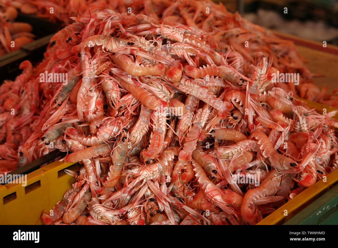 Garnelen für den Verkauf auf dem Fischmarkt in Kroatien Stockfoto