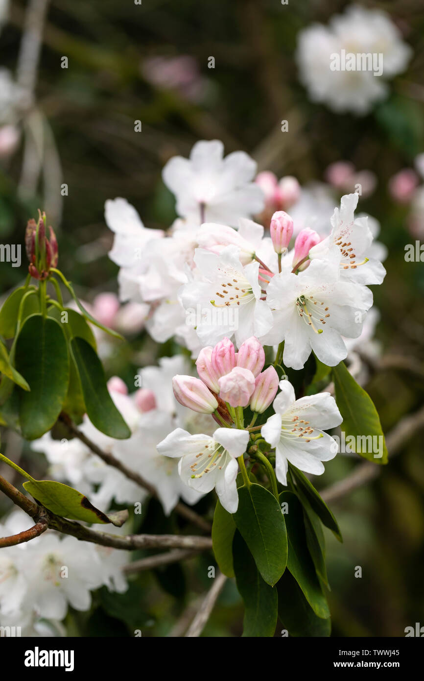 Nahaufnahme der weißen Rhododendron decorum blüht im Mai In Großbritannien Stockfoto