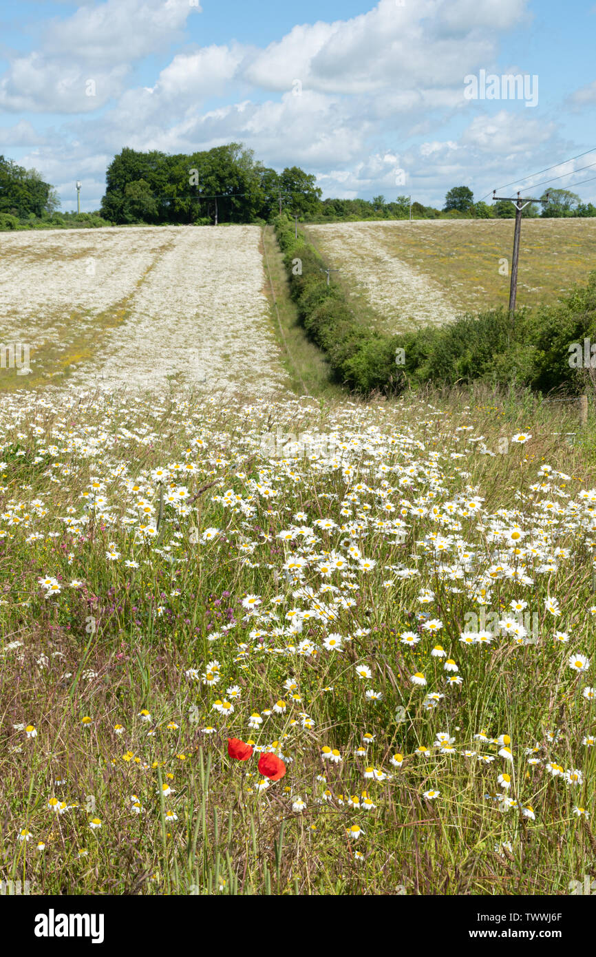Wildflower meadow mit blühenden Margeriten (Leucanthemum vulgare) abgedeckt. Sommer Landschaft bei Barton Creek Nature Reserve, Hampshire UK Stockfoto