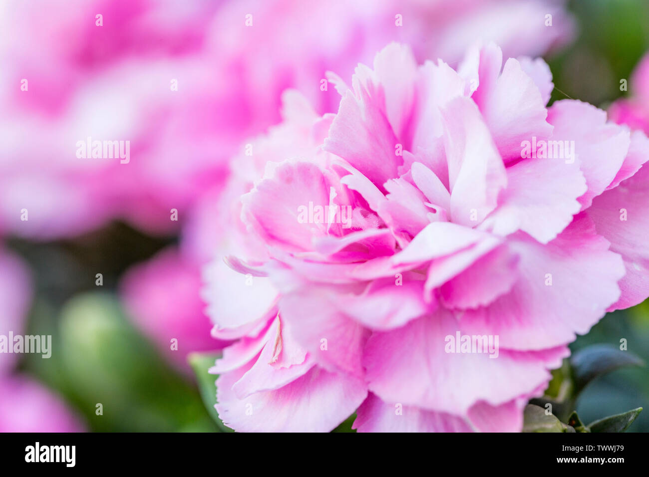 Nahaufnahme einer Blüte Dianthus/Rosa/Nelke Blume Stockfoto