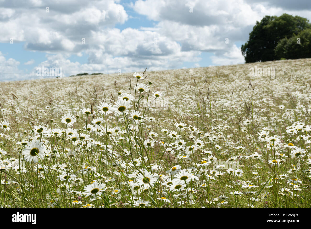 Wildflower meadow mit blühenden Margeriten (Leucanthemum vulgare) abgedeckt. Sommer Landschaft bei Barton Creek Nature Reserve, Hampshire UK Stockfoto