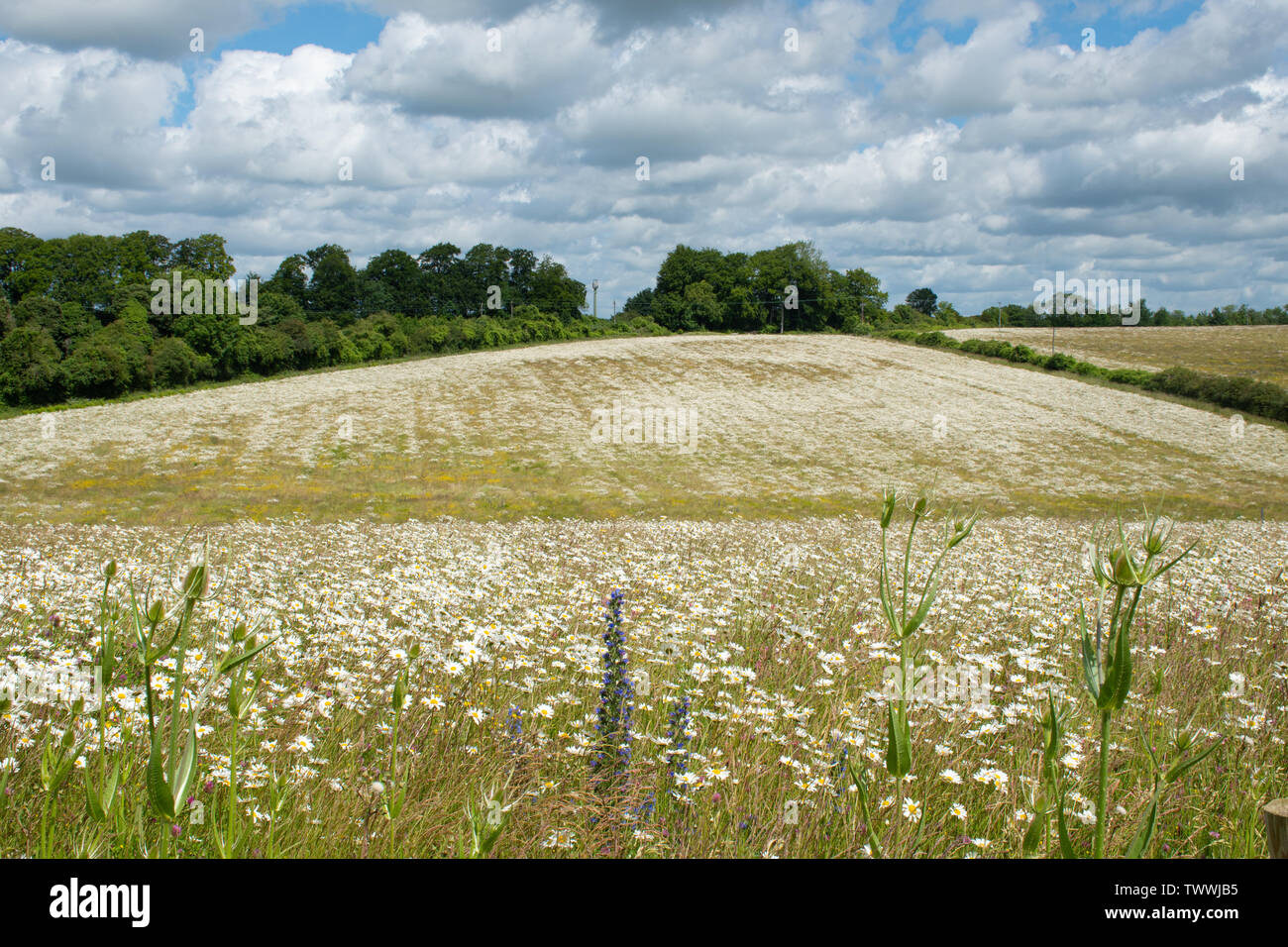 Wildflower meadow mit blühenden Margeriten (Leucanthemum vulgare) abgedeckt. Sommer Landschaft bei Barton Creek Nature Reserve, Hampshire UK Stockfoto