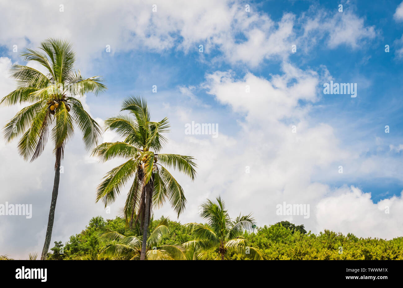 Palmen auf den Polynesischen Inseln. Stockfoto
