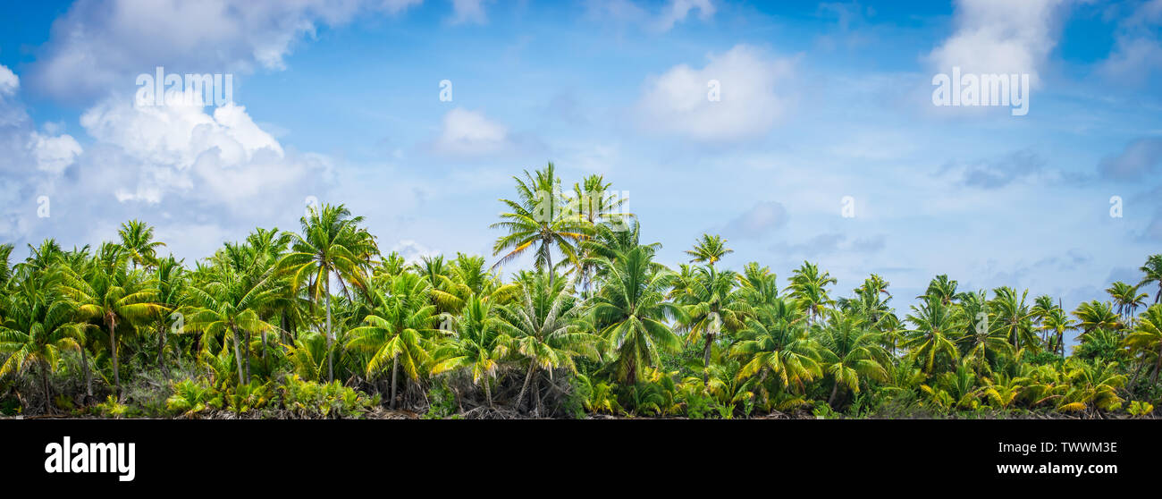 Panoramic Tropical Palm Tree Landschaft. Stockfoto
