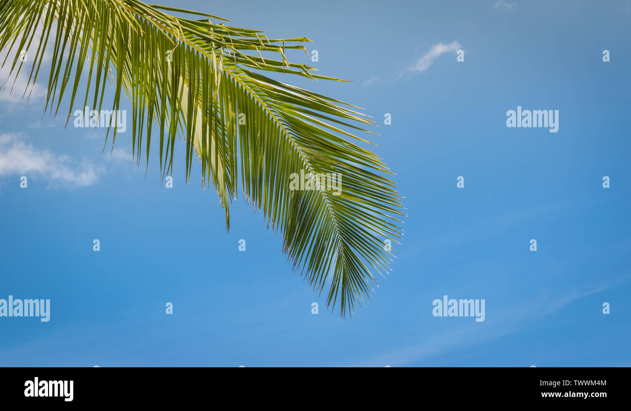 Green Coconut Palm Tree Blatt gegen den blauen Himmel. Tropischen Hintergrund. Stockfoto