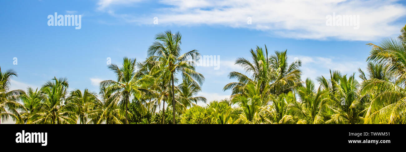 Grenze mit Kokospalmen auf der schönen Insel. Palmen, blauer Himmel und Wolken Hintergrund. Platz für Text. Urlaub in den Tropen Banner. Stockfoto