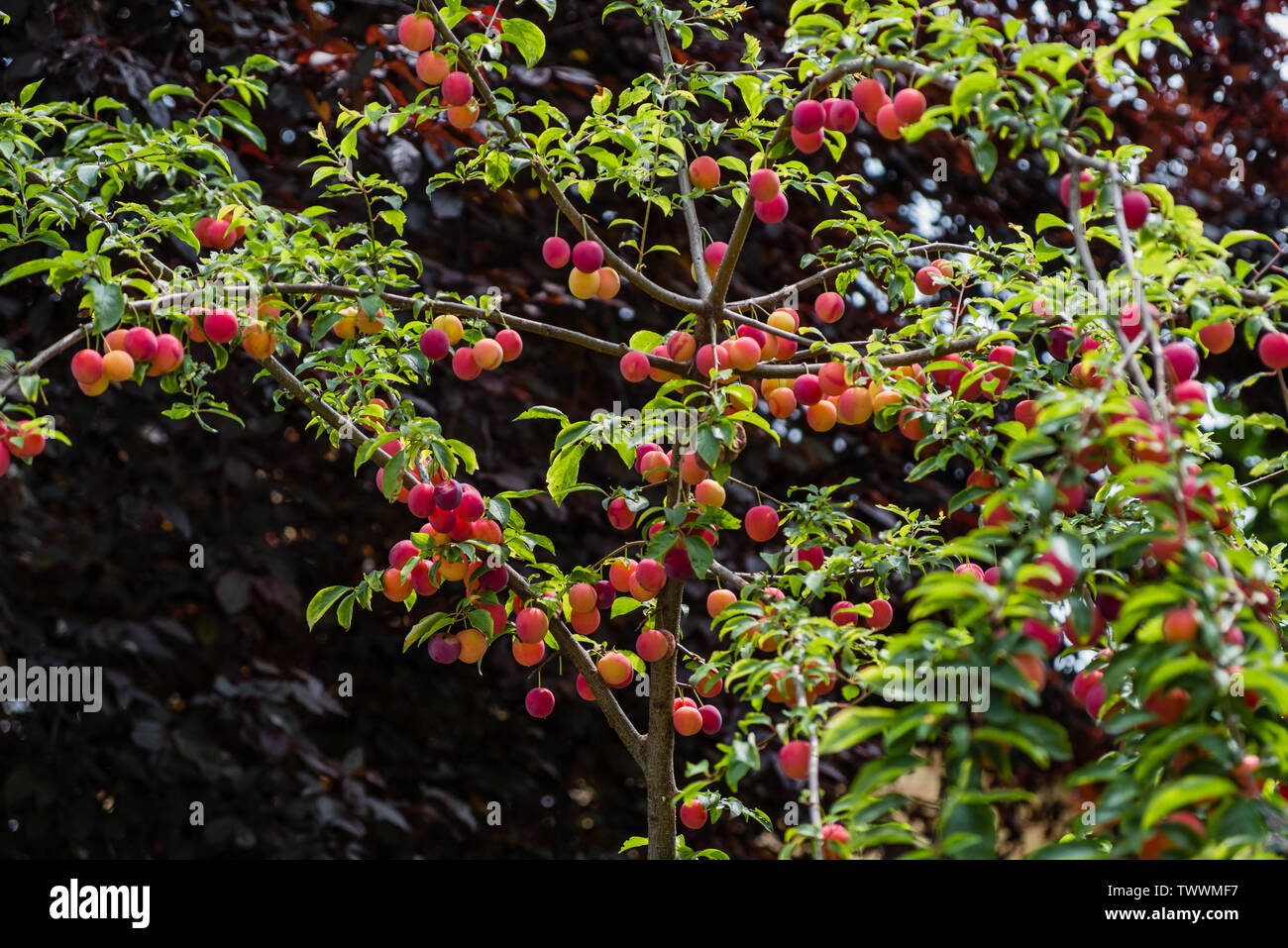 Mirabelle Baum - Prunus domestica Stockfoto