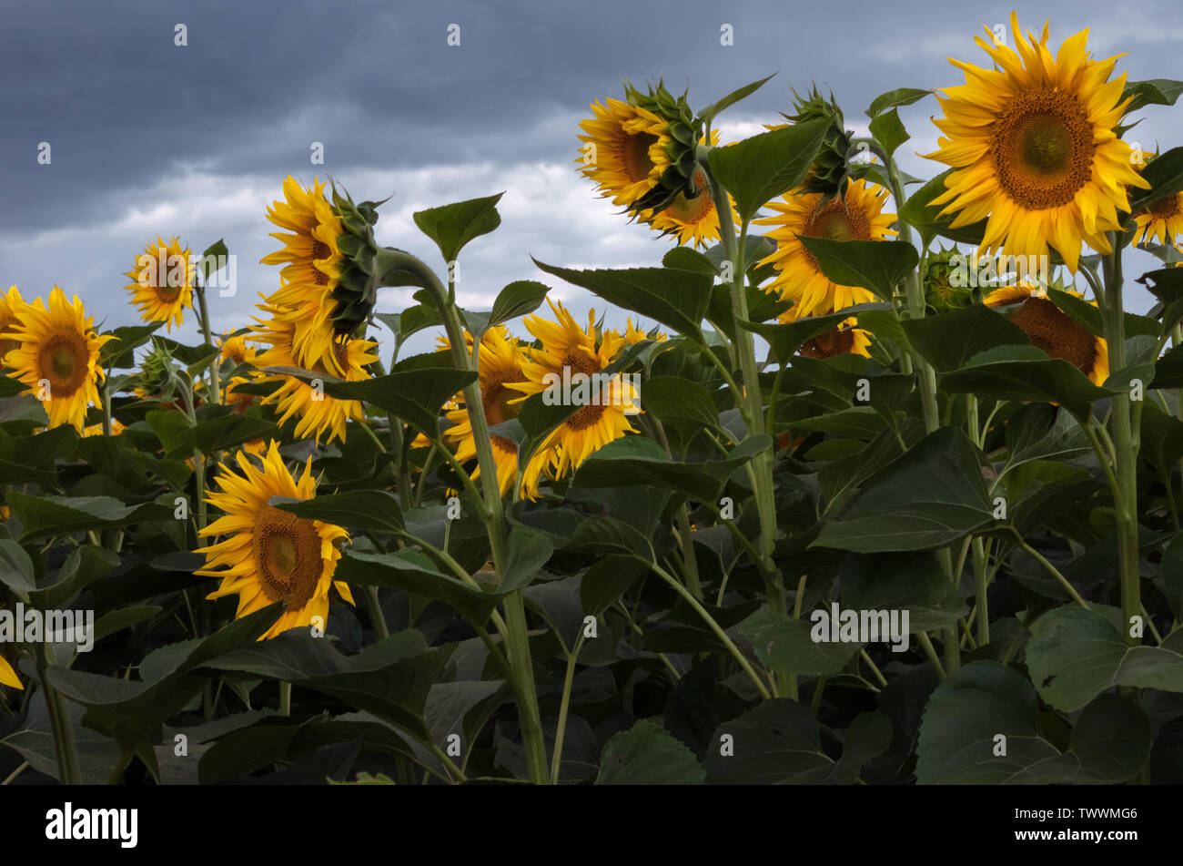 Sonnenblumen an einem windigen Tag mit stürmischen Himmel im Hintergrund Stockfoto