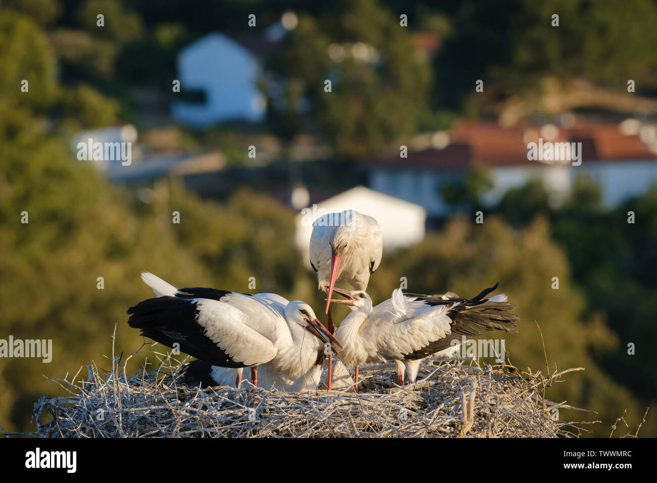 Weißstorch (Ciconia ciconia) Erwachsene mit drei Küken im Nest. Valencia de Alcantara. Der Extremadura. Spanien. Stockfoto