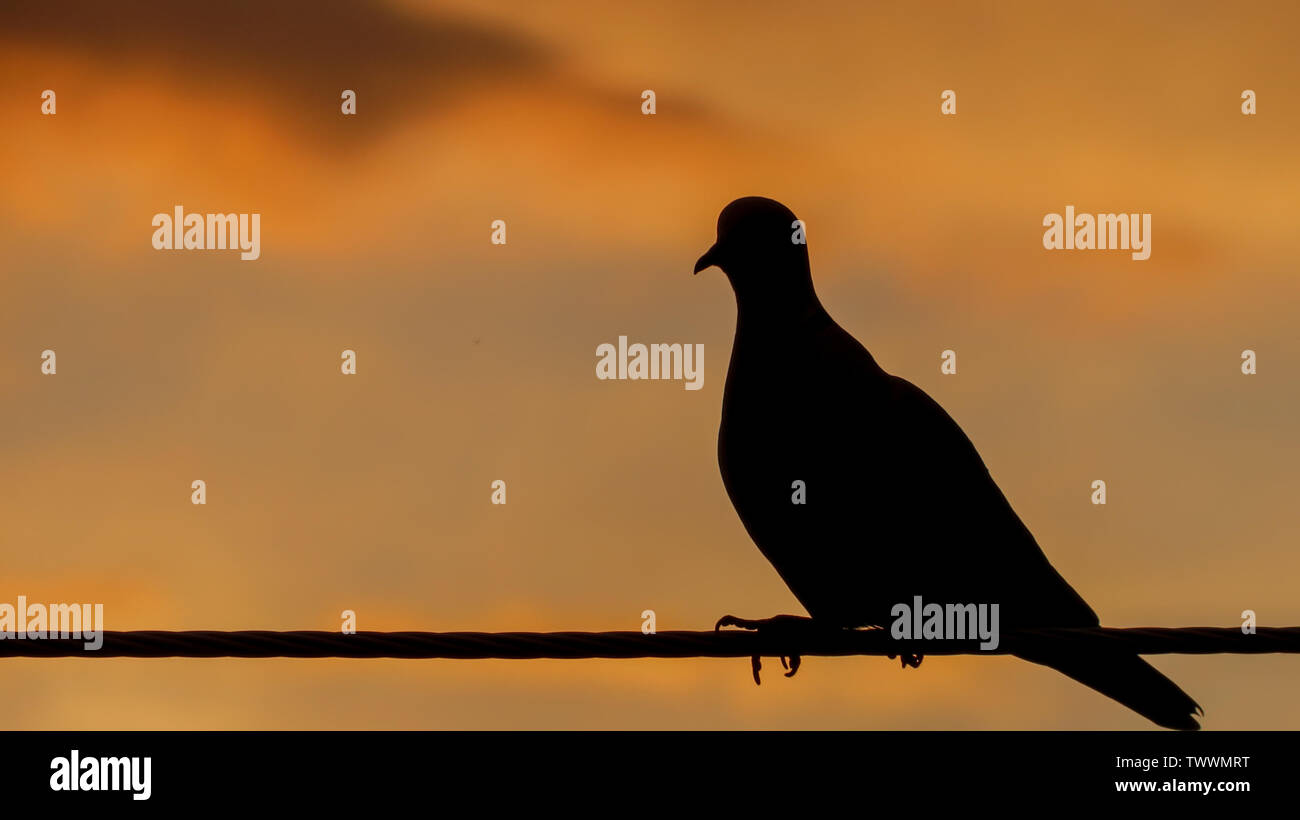 In der Nähe von Pigeon sitzen auf Draht mit orange Sonnenuntergang im Hintergrund Stockfoto