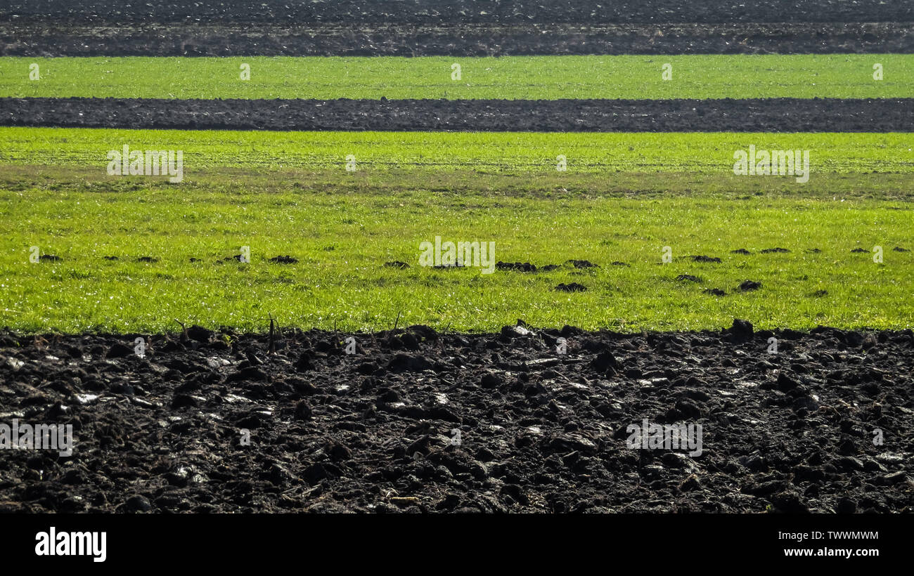 Fruchtbare schwarze Erde reich an Humus Stockfoto