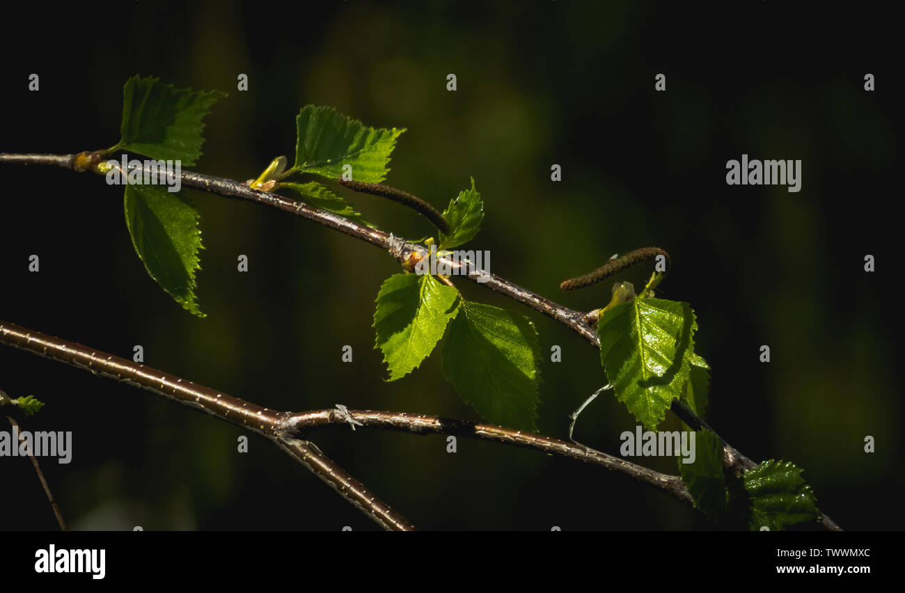 Nahaufnahme der junge Frühling Blätter der Birke auf dunklem Hintergrund Stockfoto