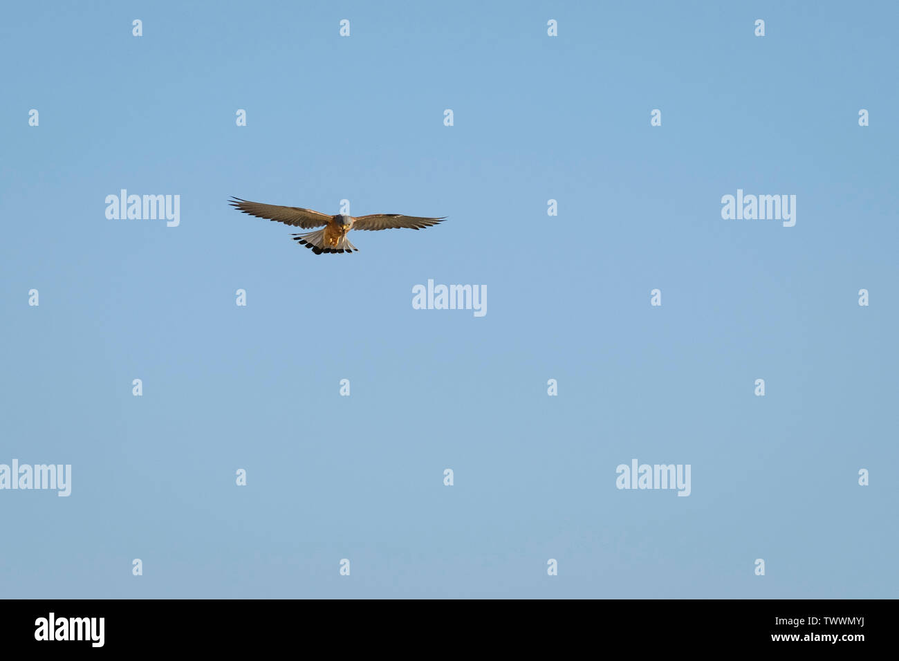 Weniger Turmfalke (Falco naumanni) erwachsenen männlichen Schweben mit Beute. Der Extremadura. Spanien. Stockfoto