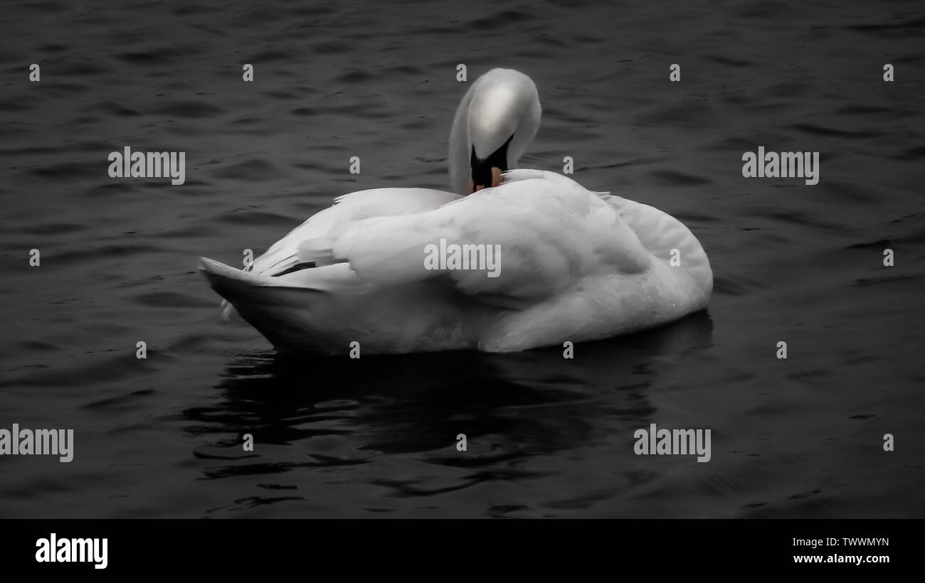 Nahaufnahme eines Schwarz-Weiß-Fotos von Schwanen auf dem See Stockfoto
