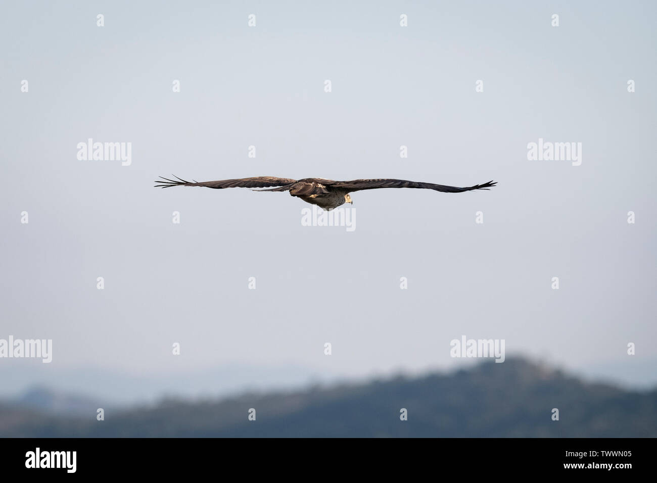 Bonelli's Eagle (Aquila fasciata) männlichen Erwachsenen im Flug. Der Extremadura. Spanien. Stockfoto