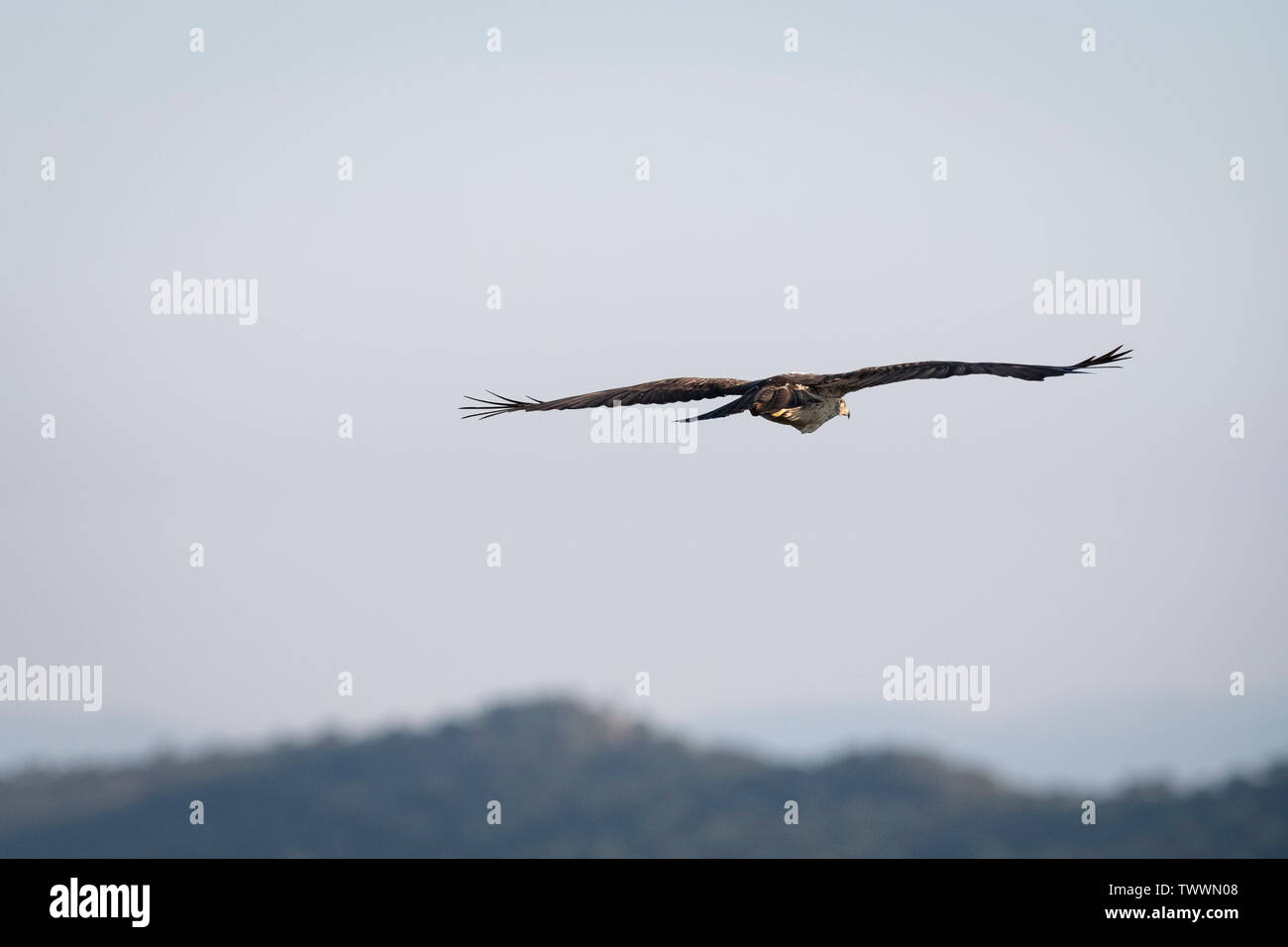 Bonelli's Eagle (Aquila fasciata) männlichen Erwachsenen im Flug. Der Extremadura. Spanien. Stockfoto