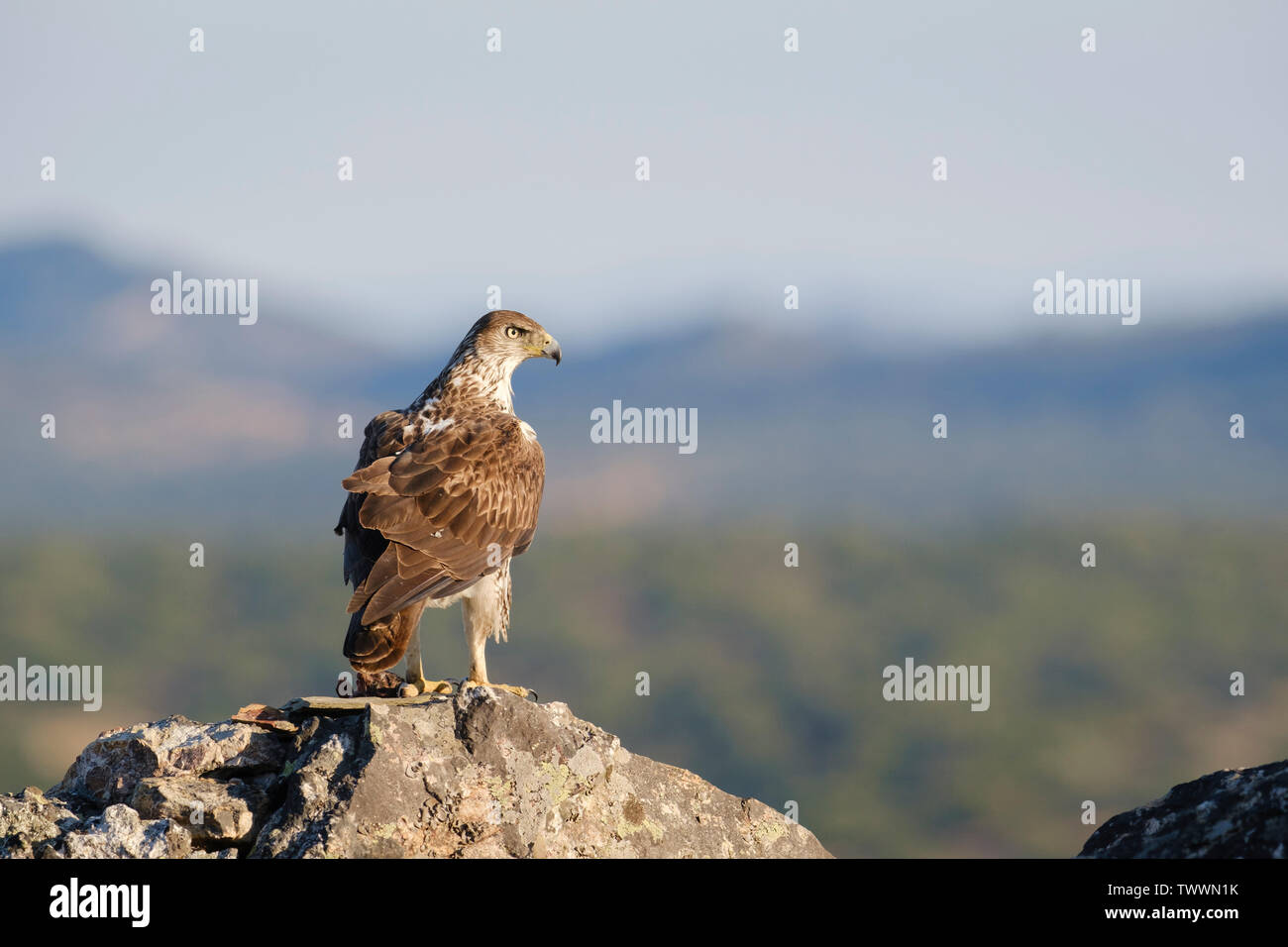 Bonelli's Eagle (Aquila fasciata) erwachsenen männlichen Fütterung auf Fels. Der Extremadura. Spanien. Stockfoto