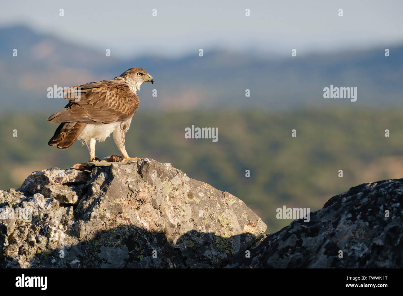 Bonelli's Eagle (Aquila fasciata) erwachsenen männlichen Fütterung auf Fels. Der Extremadura. Spanien. Stockfoto