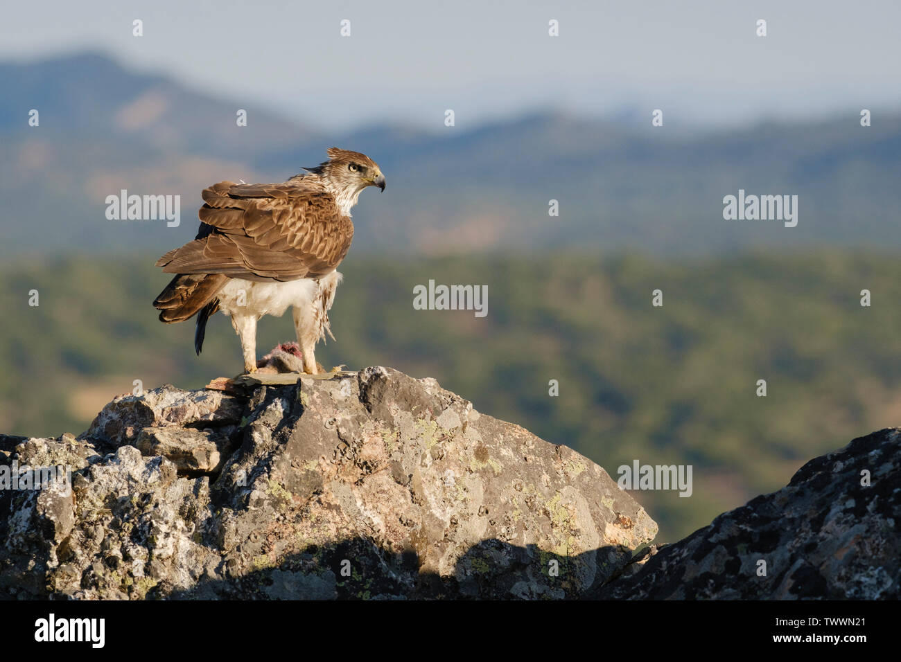 Bonelli's Eagle (Aquila fasciata) erwachsenen männlichen Fütterung auf Fels. Der Extremadura. Spanien. Stockfoto