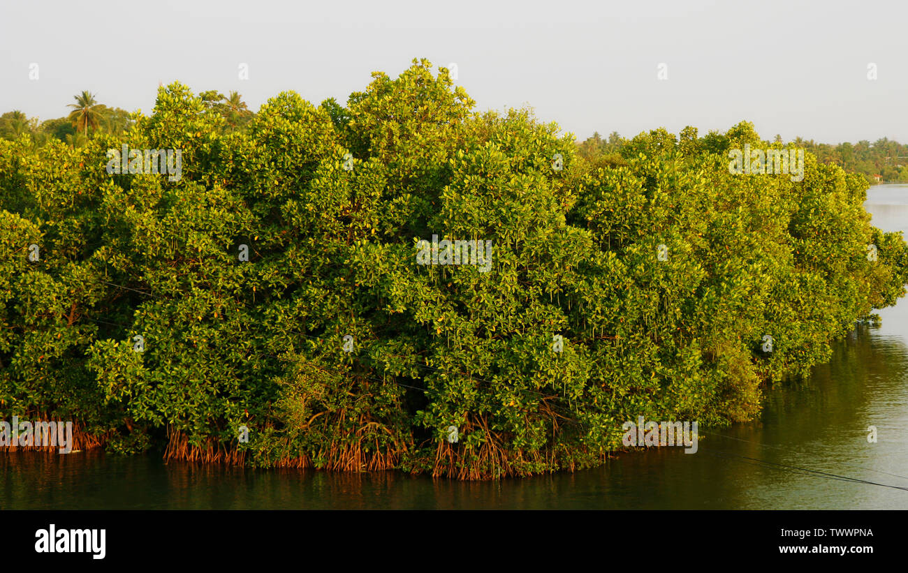 Mangroven (Kandal Kadu) sind Bäume oder Sträucher, in Salzwasser in warme Orte wie die Tropen wachsen. Mangroven eine spezielle Salzwasser Wald oder shr machen Stockfoto