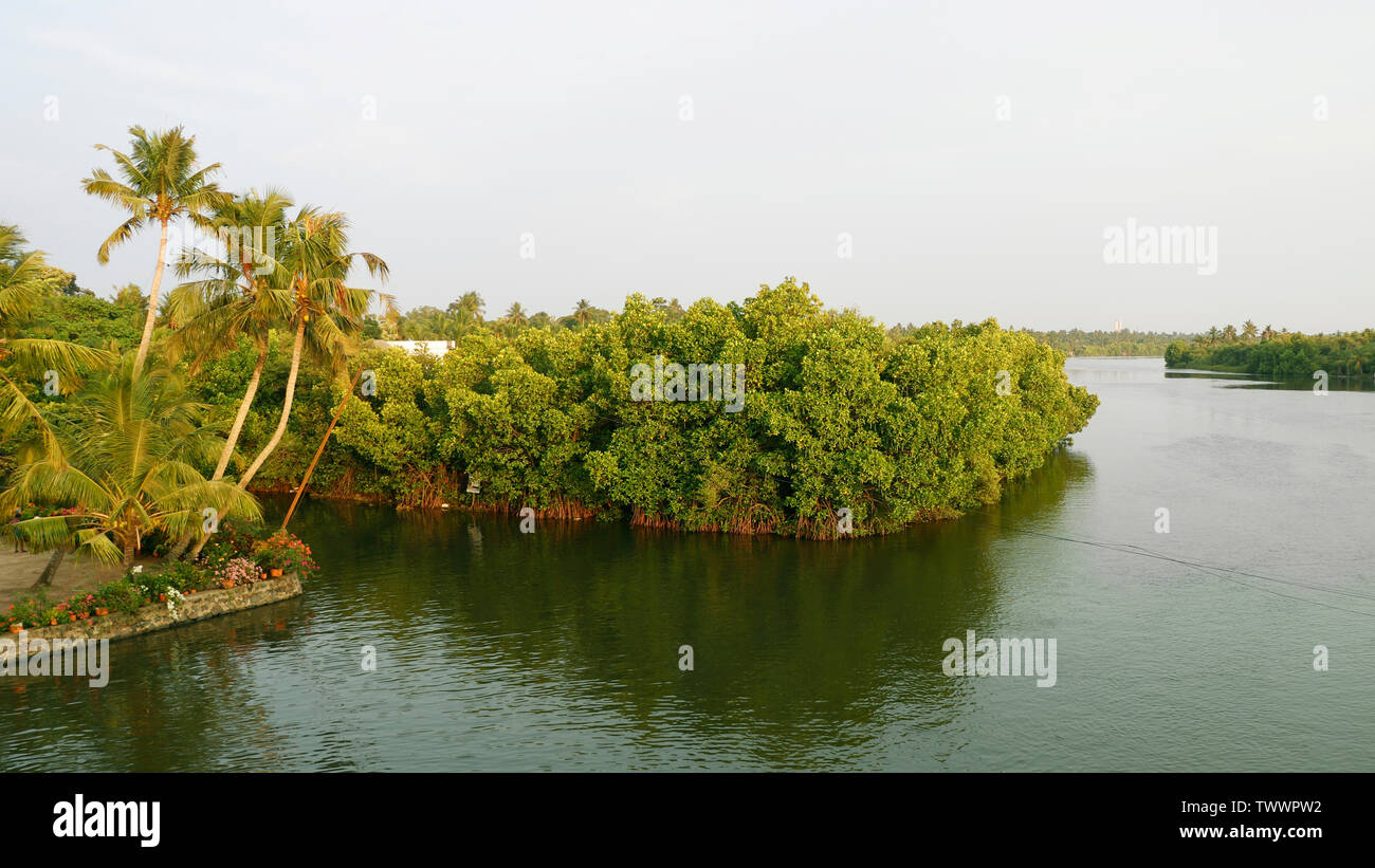 Mangroven (Kandal Kadu) sind Bäume oder Sträucher, in Salzwasser in warme Orte wie die Tropen wachsen. Mangroven eine spezielle Salzwasser Wald oder shr machen Stockfoto
