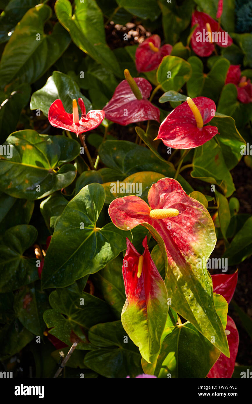 Anthurium blte, blume Natur fotografieren, Funchal, Madeira, Portugal,  Europische Union Stockfotografie - Alamy
