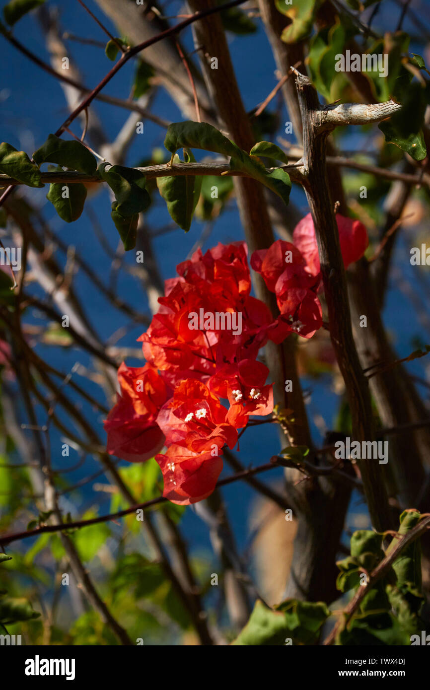 Bougainvillea (Bougainvillea Blumen) gegen eine polarisierte blauer Himmel in Funchal, Madeira, Portugal EU Europa Stockfoto