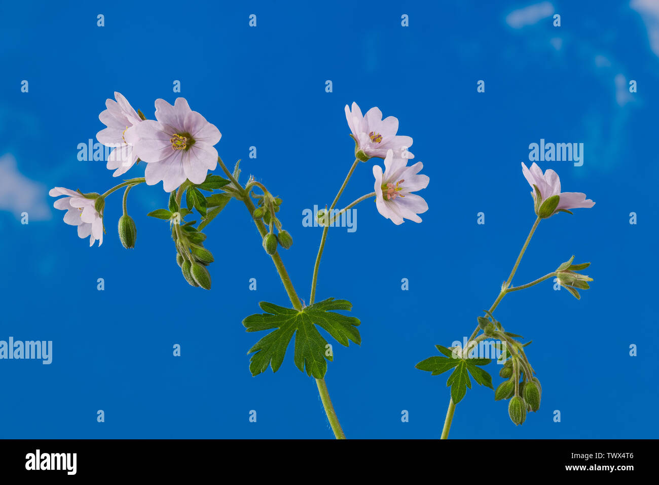 Weiß blühenden cranesbills. Blüten, Knospen, grüne behaarte Blätter und Stängel. Geranium pyrenaicum. Detail der wilden Wiese Kraut blühen auf und blauer Himmel. Stockfoto