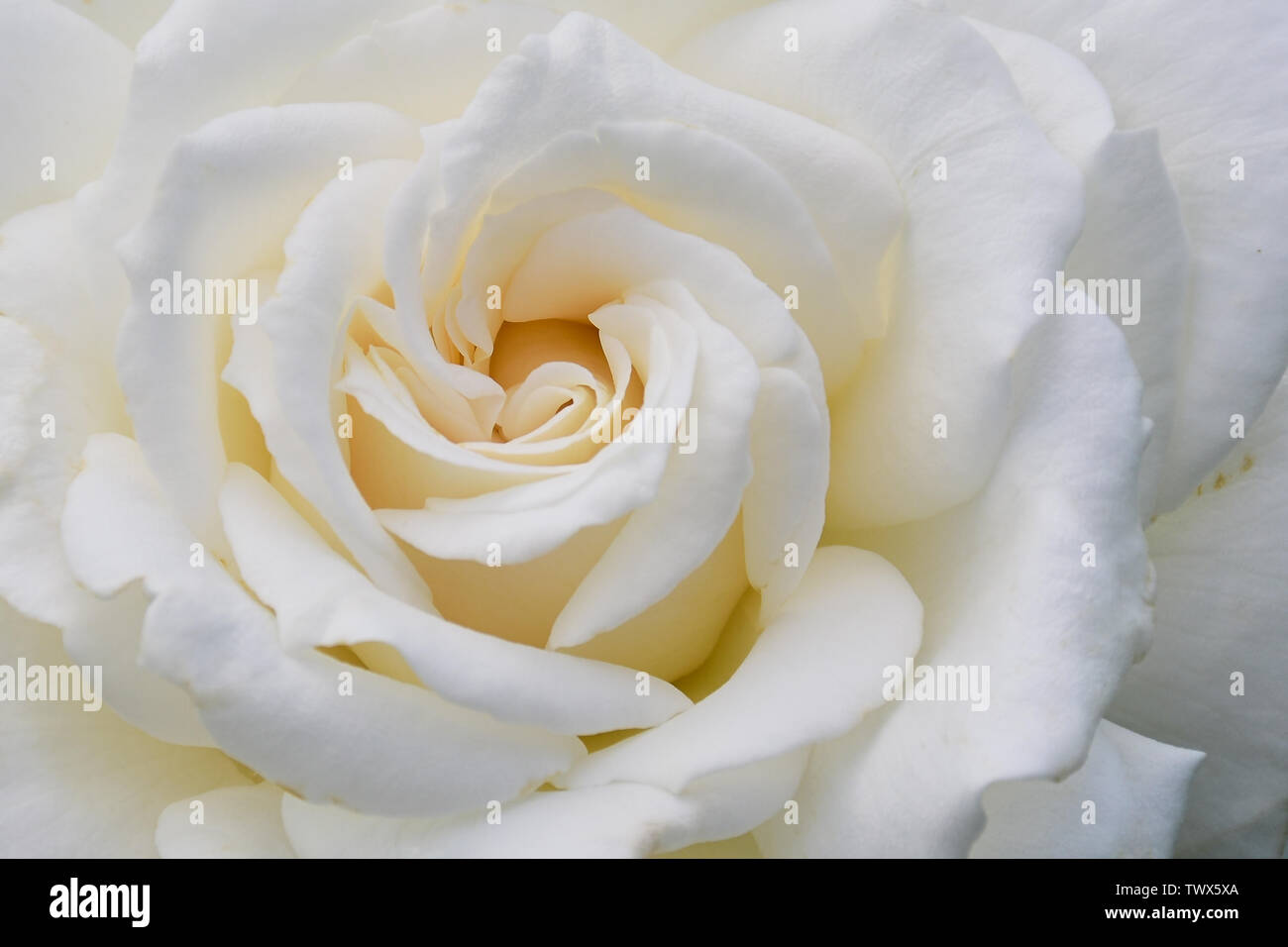 In der Nähe der Weißen Rose mit dem Namen: Anna von Kiew, Rahmen befüllen Stockfoto