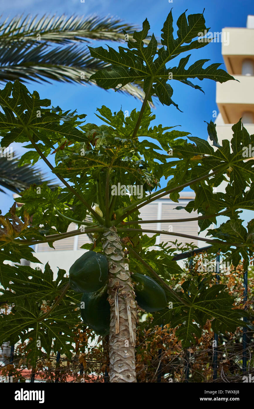 Papaya (PawPaw) Pflanze im Sommer Sonnenschein, Funchal, Madeira