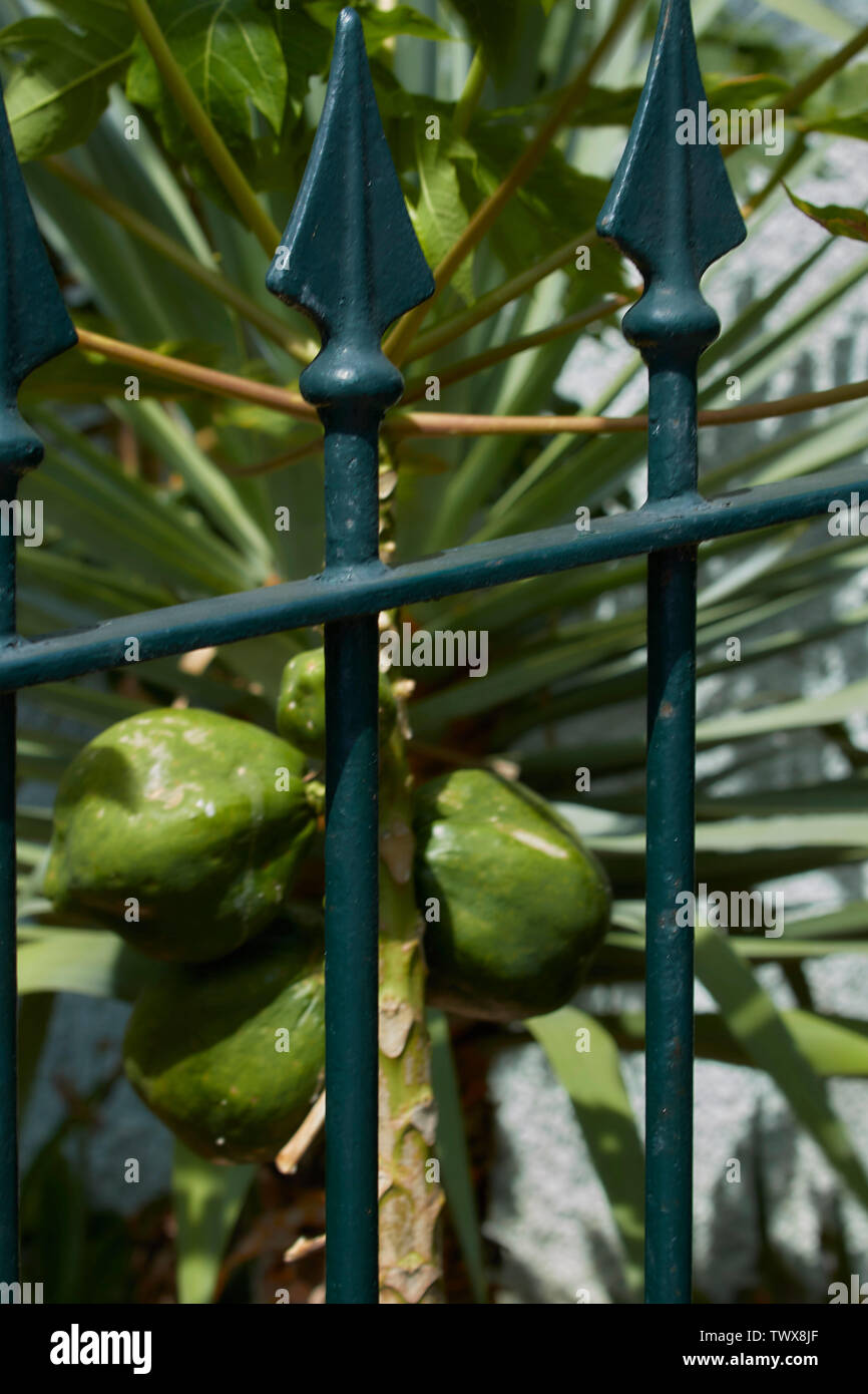 Papaya (Paw-Paw) Pflanze im Sommer Sonnenschein, Funchal, Madeira, Portugal, Europäische Union Stockfoto