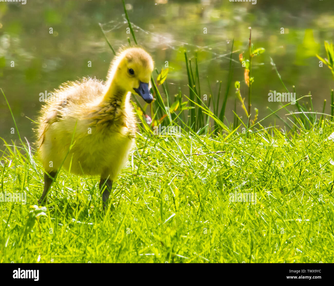 Gackern Gans gosling im Gras, entzückende Kinder Wasser vogel ente, tropische Holzarten aus Amerika Stockfoto