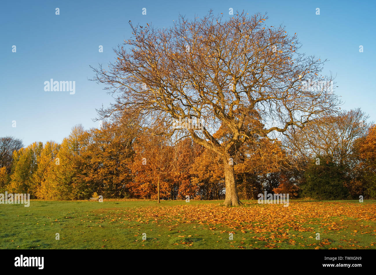 UK, South Yorkshire, Sheffield, Firth Park im Herbst Stockfoto