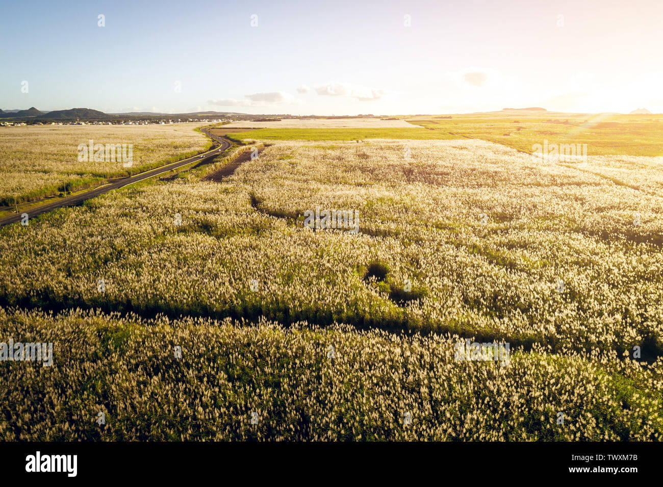 Luftaufnahme von Zuckerrohr Plantage auf Paradise Island von Mauritius. Symbol für erneuerbare Energie. Getönten Bild. Stockfoto
