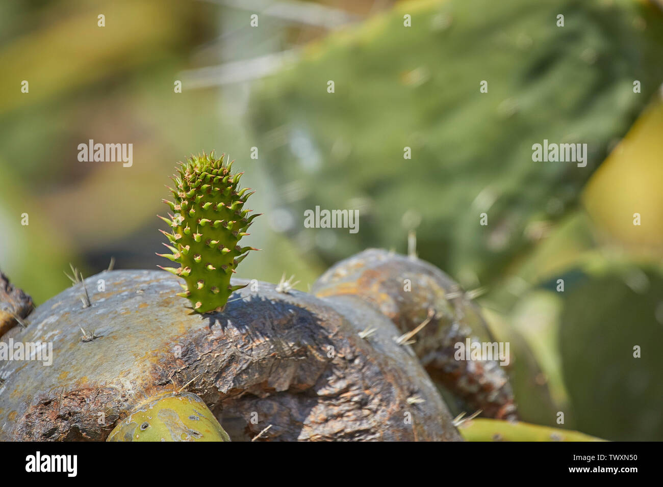 Junge cactus Paddel nur wachsende aus alter Baumstumpf, Funchal, Madeira, Portugal Stockfoto