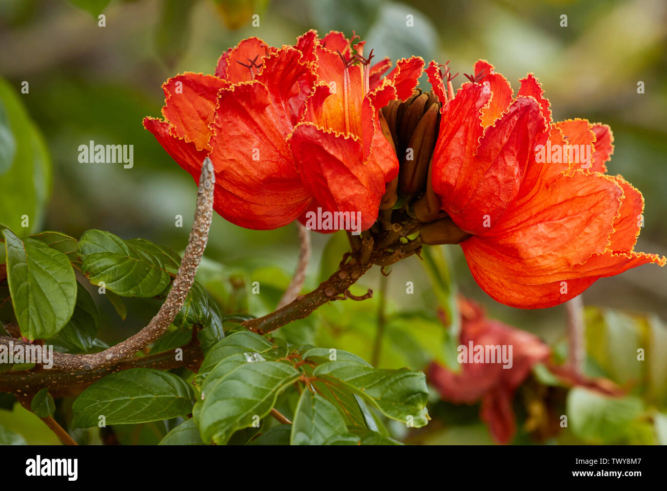 Rote Flamme des Waldes Blumen in Funchal, Madeira, Portugal wachsende Stockfoto