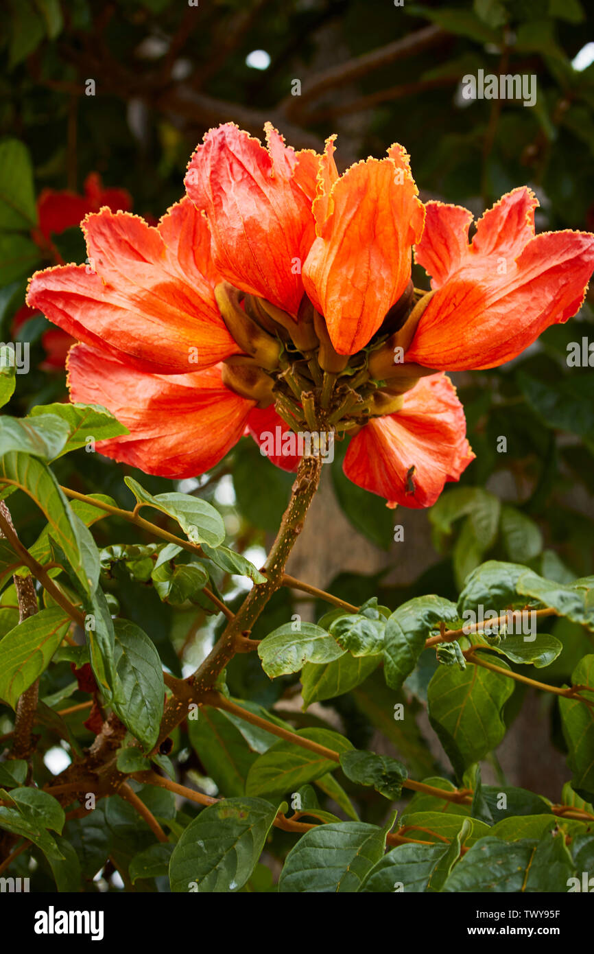 Flamme des Waldes Blume, Funchal, Madeira, Portugal, Europäische Union Stockfoto