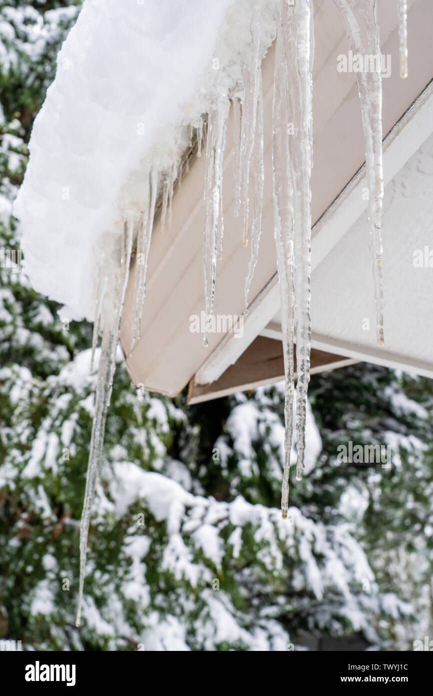 Issaquah, Washington, USA. Große Tropfen Eiszapfen von der eave von zu Hause aufhängen, mit ungefähr 8' von Schnee über Ihnen, mit schneebedeckten Koniferen in Th Stockfoto