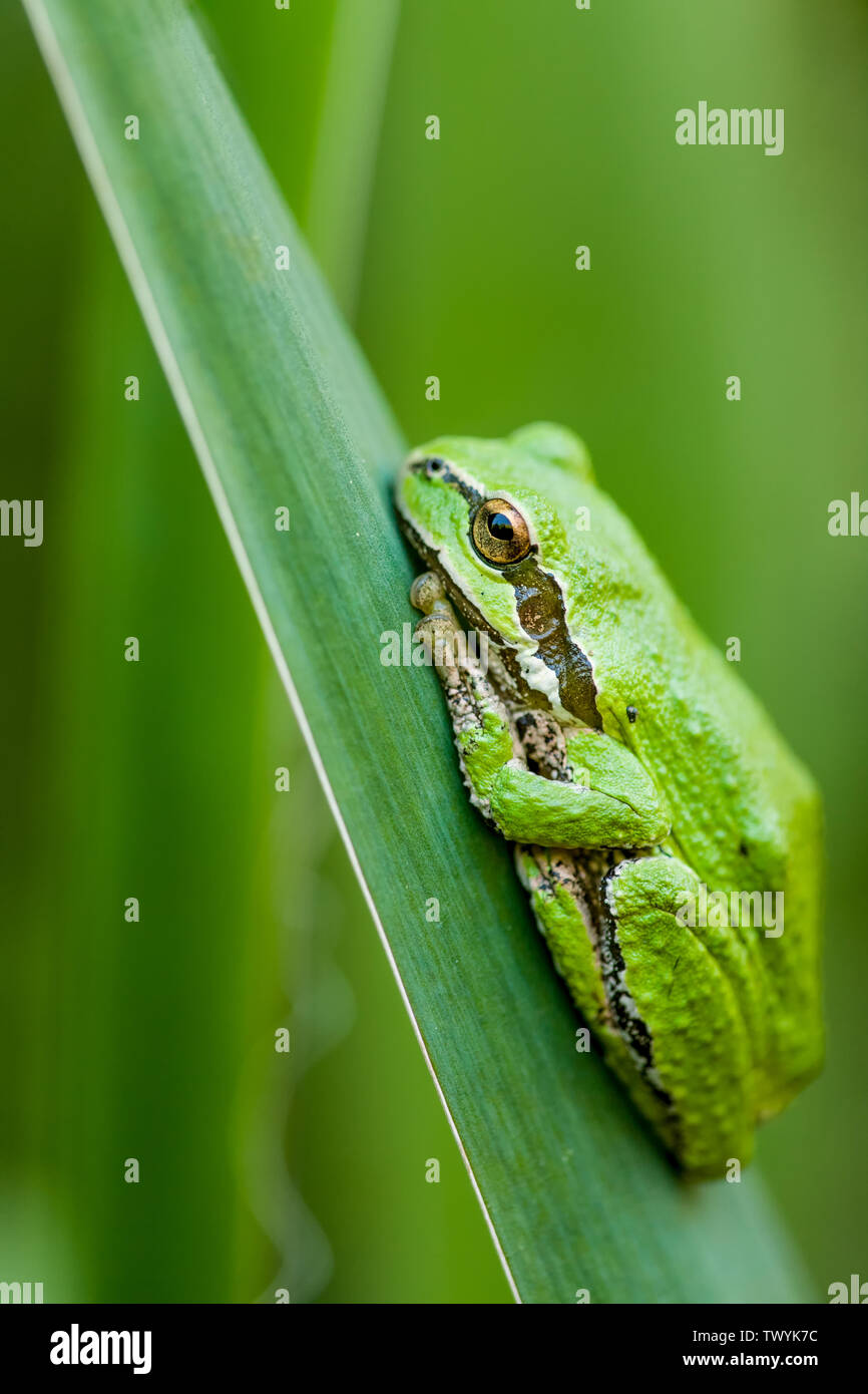 Issaquah, Washington, USA. Pacific Tree Frog auf eine Iris Wedel. Seine Haut ist rau mit einem schwarzen Streifen durch das Auge und es hs Große toe Pads. Es ist Stockfoto