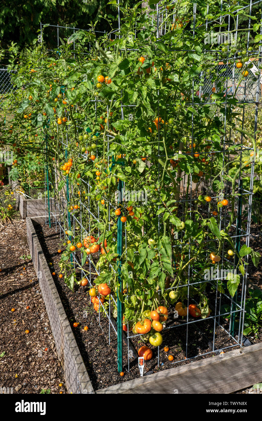 Issaquah, Washington, USA. Bush Early Girl Tomatenpflanzen in Tomaten Käfige in einer angehobenen Bett Garten wachsen. Stockfoto