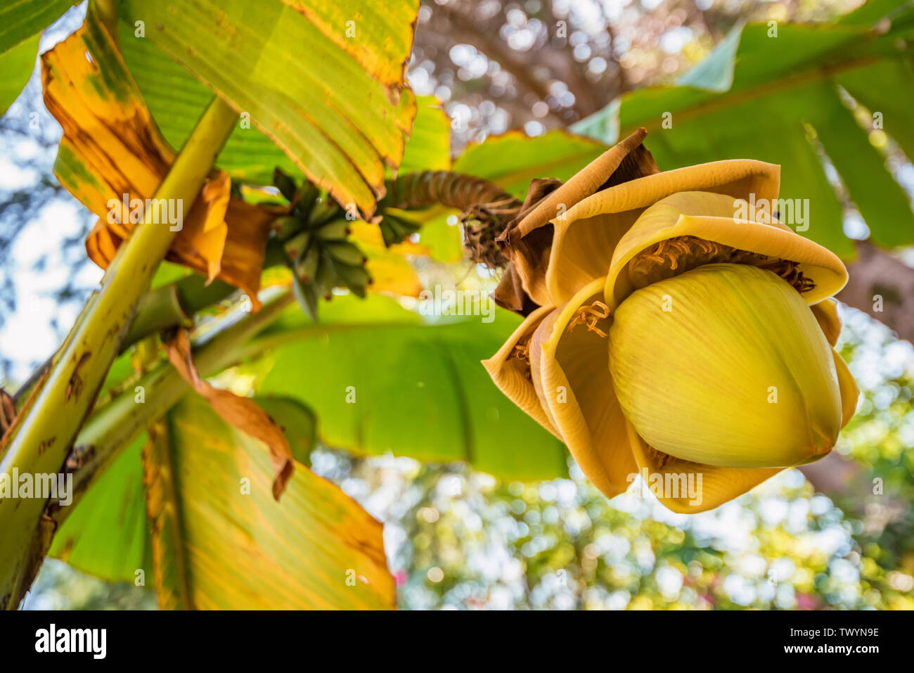 Banana Bunch Hanging From Banana Stockfotos Und Bilder Kaufen Alamy