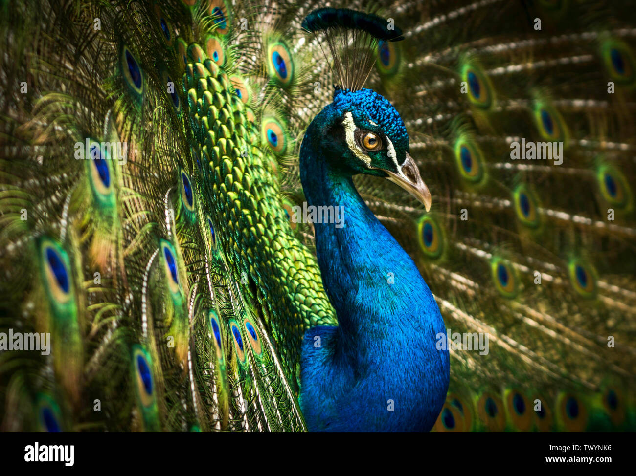 Eine Nahaufnahme von einem schönen skillernden blauen Pfau mit seinen bunten Federn aufgefächert. Stockfoto
