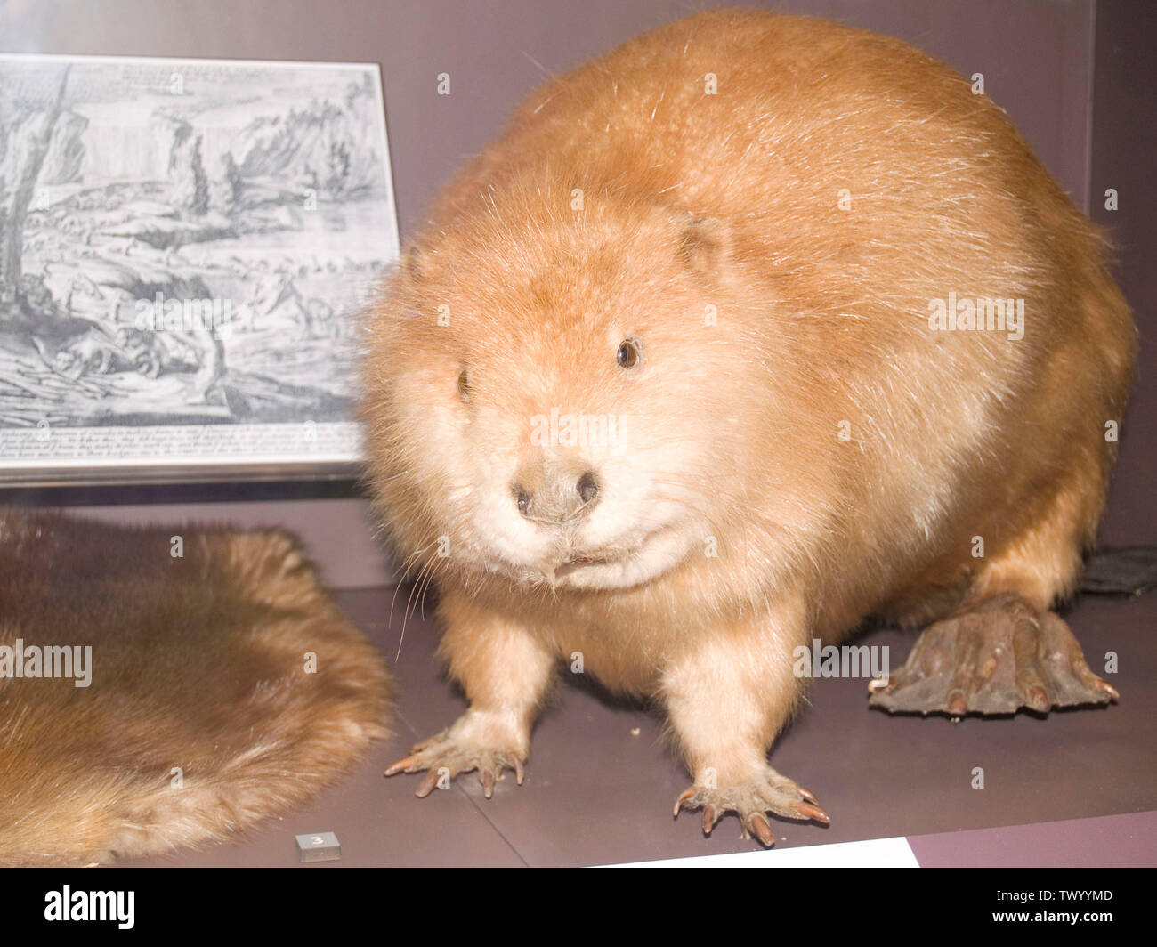 Beaver im Bow Valley Museum; 15. Januar 2008; Eigenes Werk des ursprünglichen Uploaders; User:Eternalsleeper; Stockfoto
