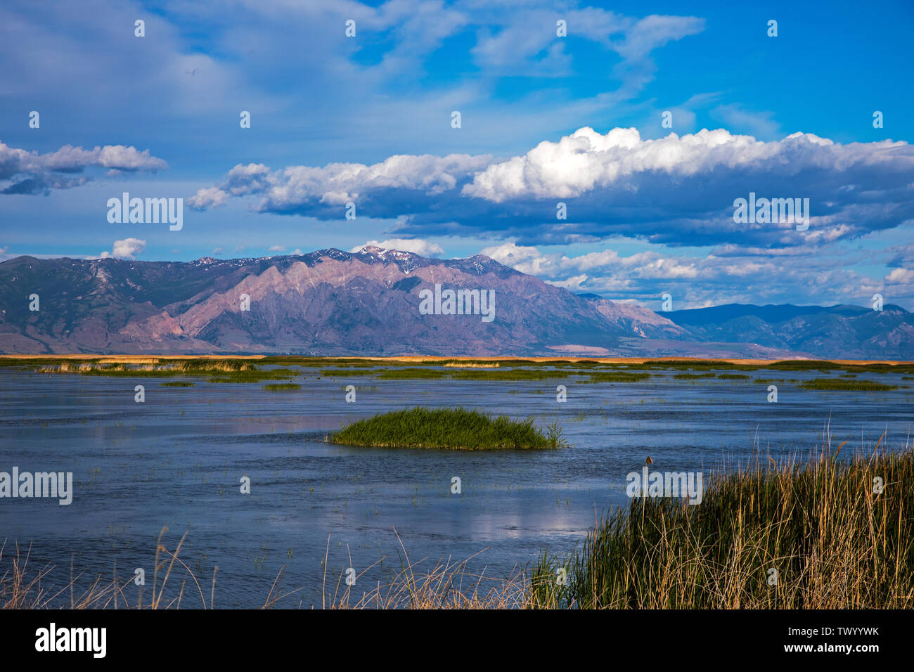 Dies ist ein Blick auf die majestätischen Willard Mountain ab 2 im Bear River Zugvogel Zuflucht westlich von Brigham City, Utah, USA gesehen. Stockfoto